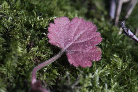 purple leaf in mossの写真素材