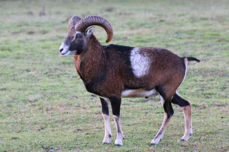 bighornの写真素材