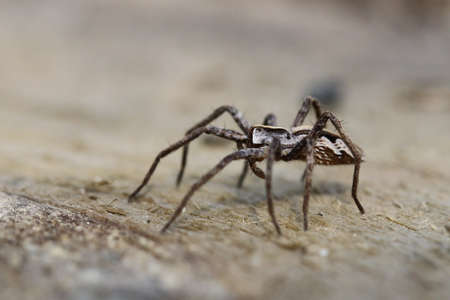 spiderの写真素材