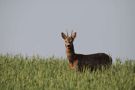 roe deerの写真素材