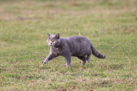 british catの写真素材