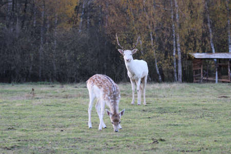fallow deerの写真素材