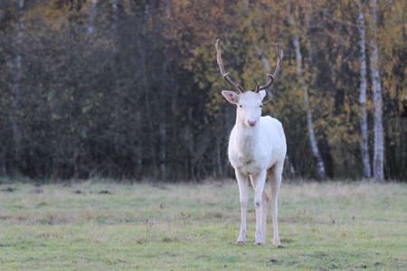 white fallow deerの写真素材