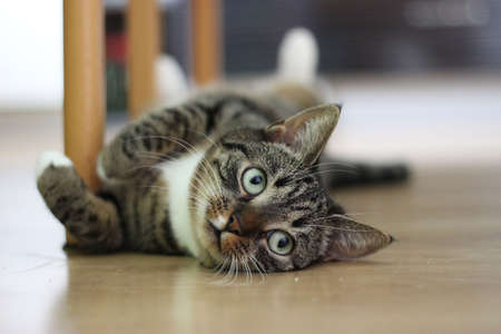 kittyの写真素材