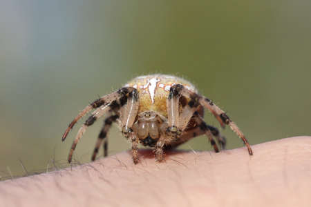 spiderの写真素材