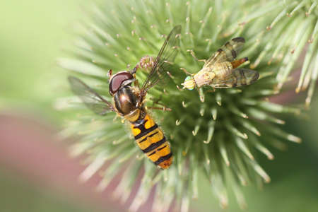 fly