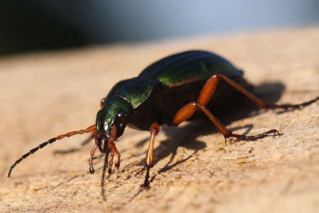 beetleの写真素材