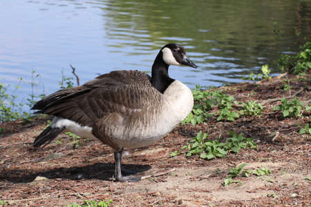 gooseの写真素材