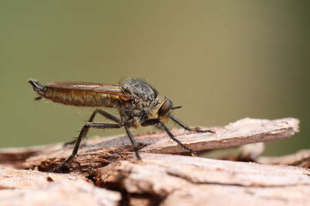 machiusの写真素材