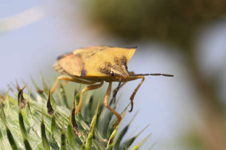 stink bugsの写真素材