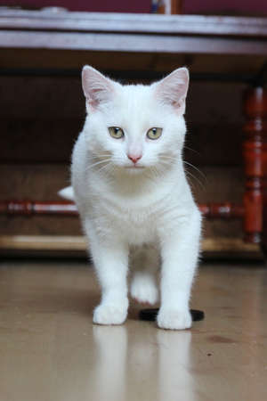 kittyの写真素材