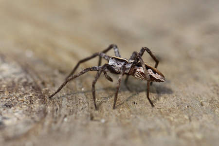 spiderの写真素材