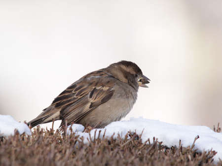 sparrowの写真素材