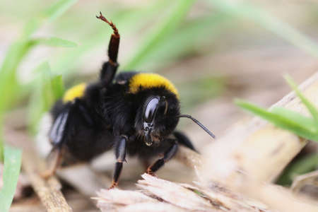 bumblebeeの写真素材