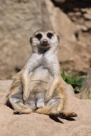 meerkatの写真素材