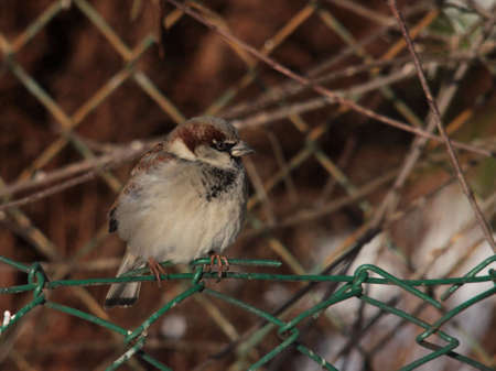 sparrowの写真素材