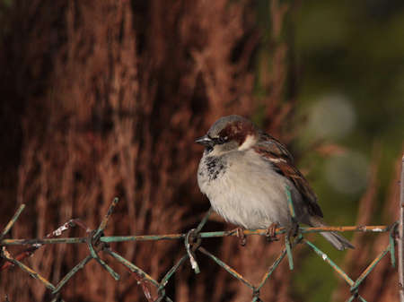 sparrowの写真素材