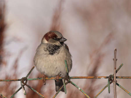 sparrowの写真素材