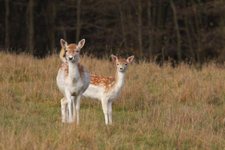 fallow deerの写真素材