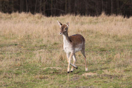 fallow deerの写真素材