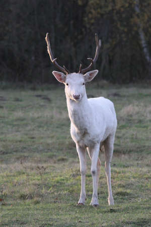 fallow deerの写真素材
