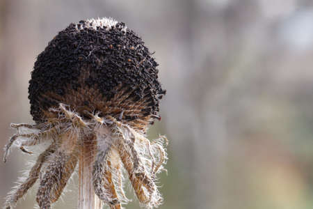 dry flowersの写真素材