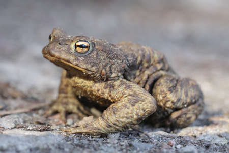 bufo bufoの写真素材