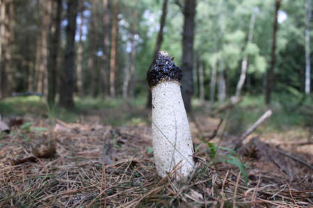 fungiの写真素材