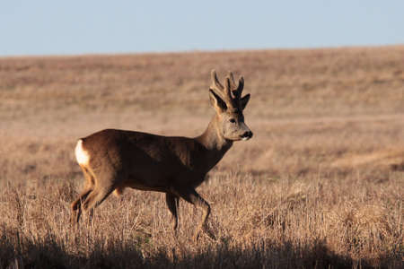 roe deerの写真素材