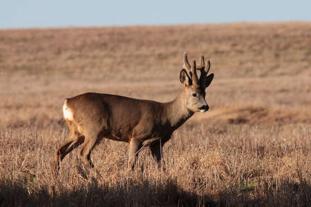 roe deerの写真素材