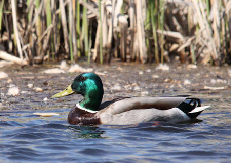 Anas platyrhynchosの写真素材