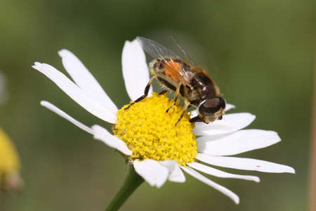 fly in flowersの写真素材