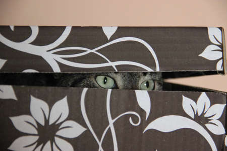 kitty boxの写真素材