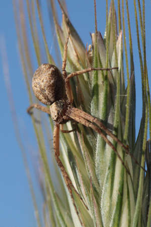 spiderの写真素材