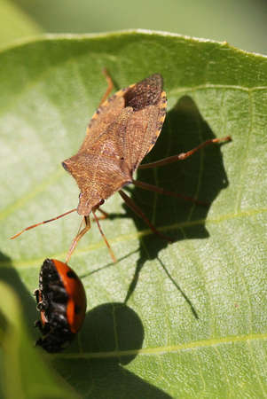 stink bug