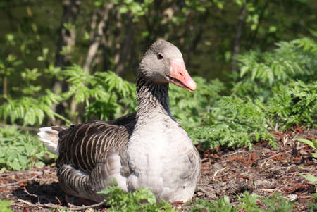 gooseの写真素材