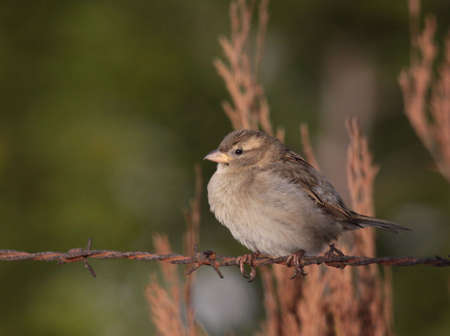 sparrowの写真素材