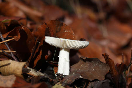 fungiの写真素材