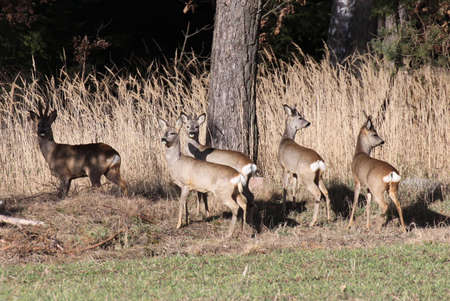 roe deerの写真素材