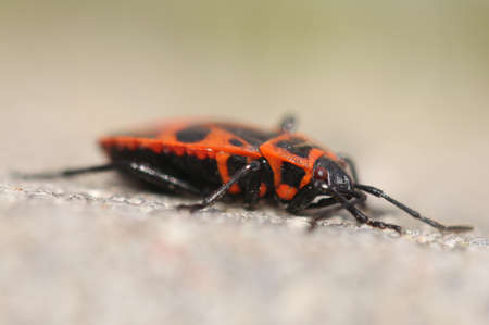 Pyrrhocoris apterusの写真素材