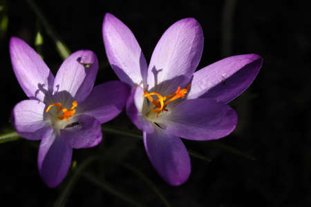 Crocusの写真素材