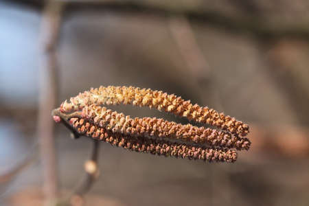 Corylus lの写真素材