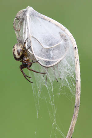 spiderの写真素材