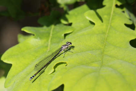 dragonflyの写真素材