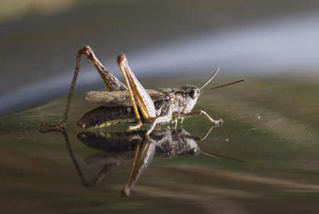 Chorthippusの写真素材