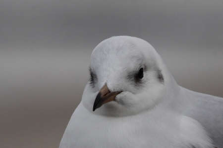 seagullの写真素材