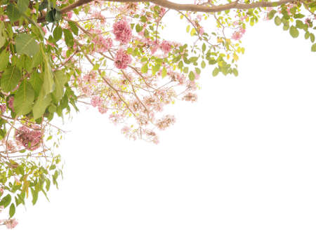 Tabebuia roseaの素材