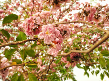 Tabebuia rosea