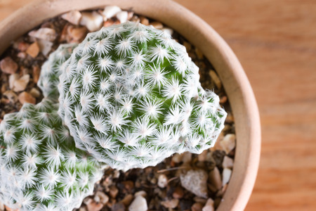 closeup cactus focus on one point and shallow depth of field  Background defocusの写真素材
