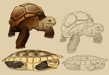 Turtles are very charming のイラスト素材